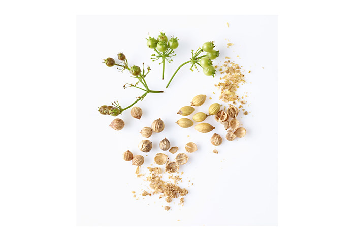 Coriander Seed