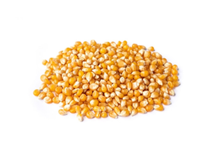 Dry Maize
