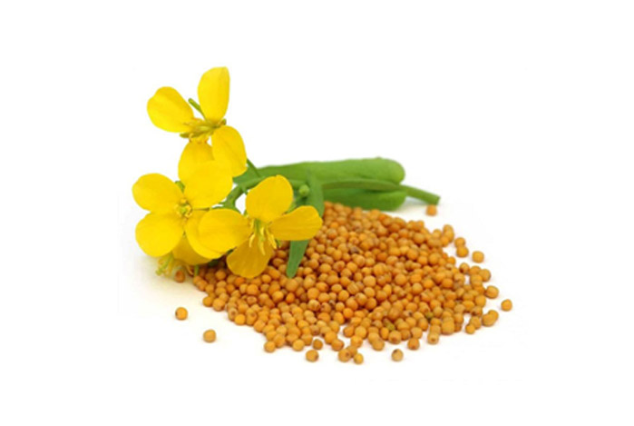 Yellow Mustard Seed